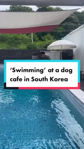 POV: you’re trying to take a cute video of your furbaby swimming, but end up filming him drowning  Ps.. it might sound like im laughing but my heart was sinking faster than walter was 🥲🥺😂 #thingstodoinkorea #travelinkorea #travelinkorea #dogsinkorea  #dogsoftiktok #frenchbulldog #frenchiesoftiktok #swimmingdogsoftiktok #swimmingdog #dogcafe #korea #koreandogcafe #강아지 #강쥐 #강아지카페 #푸렌치불독 #memoriesinkorea #koreanboyfriend #friendsinkorea #foryoupage #foreignerinkorea #커플 #데이트 