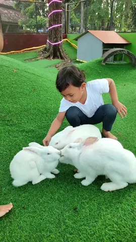 Kinan Sae kaaih makan kelinci di taman, lucu banget kelincinya warna putih 😍 #kelinci #zoo #liburan #kinansae #kebunbinatang #viraltiktok 