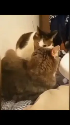 my favorite cat video 😂😂#funnyvideo #catsoftiktok #cat #armyi #fun #videodrole #chatdrole #funnycat #catsoftiktok #funny #funny #funnyvideo #videofunny #funvideo 
