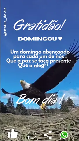UM DOMINGO ABENÇOADO PARA CASA UM DE NÓS ! 👉♥️👈🤩 #viral #status  #fyp #fy #foryou #domingouuuuuuuu #aguia 