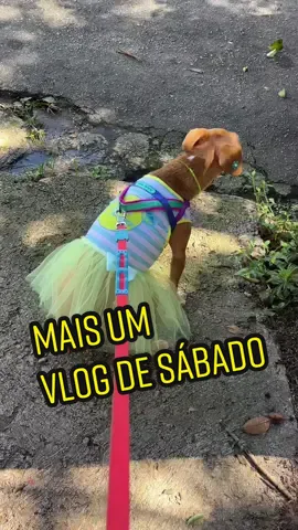 Mais um vlog de sábado porque eu sei que vocês AMAM 😎💖 #Vlog #dailyvlog #sabado #cachorrosdotiktok #animaisnotiktok #narracaopet #vídeosengraçados #cachorrosengraçados #rotina #doguinho #viralatacaramelo 