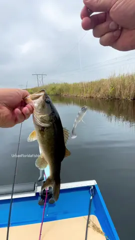 I have so much fun fishing in the Everglades every time I go out there it never disappoints I always end up catching a ton of fish. We didn’t catch any monsters on this trip, but it sure was an amazing adventure. Just want to give a big thanks to my neighbor for taking me out there. ##urbanfloridafishing##fishingvideos##southfloridafishing##evergladesfishing##canalfishing##videosdepescar##canaldepescar##peacockbassfishing##bassfishing