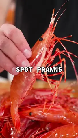 Spot Prawns #spotprawns 