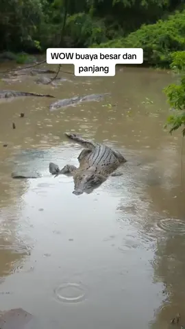 Buaya besar dan panjang di Kalimantan/Borneo #buaya #buaya🐊 #crocodile #fyp #fypシ #trending #viralvideo #animals #fypシ゚viral #crocodiles 
