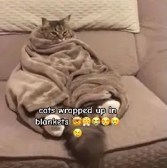 im might seem crazy what im avout to say bumbumbumbam #catslideshow #catvideo #catmemeslideshow #cat #fyp #foryoupage #zyxcba #hashtag #capcut #xyzbca #silly #catmemevideo #catswrappedupinblankets 