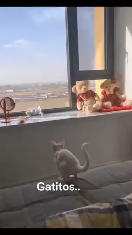 #parati #gatostiktok #gatos #gatosdetiktok #catsoftiktok #funnycats 