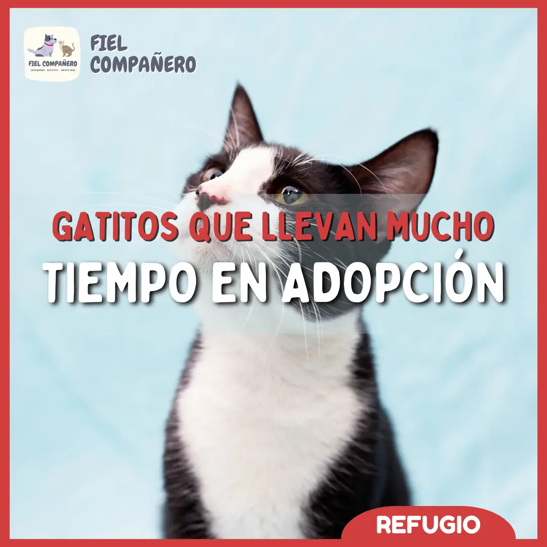 Nuestro refugio esta en riesgo de cerrar. Necesitamos dar en adopcion a los refugiados ya rehabilitados para poder sostener el regugio con los que faltan rehabilitar. Estamos en Callao, Perú. En caso de adopcion tambien abarcamos Lima. Todos los refugiados seran enviados a domicilio del adoptante. #catsoftiktok #cats #refugiodeanimales #refugio #catslovers #gatitostiktok #shelterdog #resilience #vuelve #fypシ #rescateanimal #rescue 