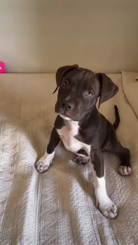 Creció un poco… #dog #amstaff #pitbull #americanbully #puppy #chile #parati #foryou 