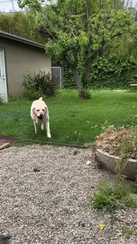 How Sundays should be! ☺️☺️☺️ #RubberBall #Nonretriever #Mine