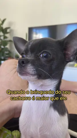 Eu diria que é o equivalente a um crossfit pra ele #chihuahua #animaisengraçados #fyp 