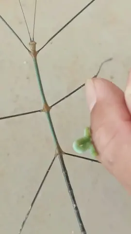no,no,no!!#tiktok #foryou #insects #stickbug 