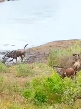 Hippo saves Wildebeest from Crocodile #attack #wildlife 