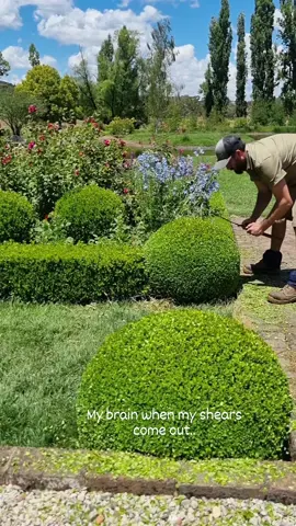 The clip clip sound of my shears is so calming for me!.. That's all I have to focus on at that point in time.. 🌳 #handclipped #topiary #4u #relaxingvideos #satisfyingvideo #viral #gardens #finishingtouches #peace #gardentok #topiarytok #insta 