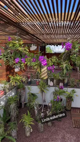 🌺😍🌱#orquideasbrasil #orquideaslindas #orquideas #orquideasmaravilhosas #flores #phalaenopsis #orquidario #orquidariocaseiro 