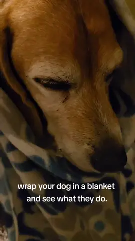 wrap your dog up in a blanket and see what they do #dogs #beagles #cute