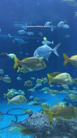Aquarium at Disney World 🙌🏽 #disneyworld #disneyparks #disneyaquarium #disneymustdo #disneyadventures #disneyflorida 