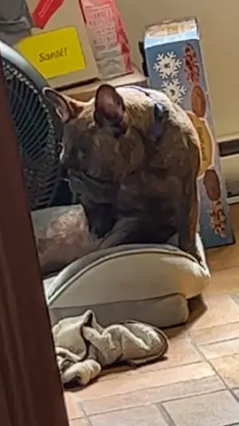 What's this dog doing... #BVIRAL  #Dog  #Animals  #Funny