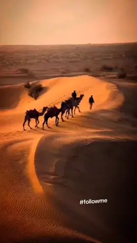 Магия вечерней Сахары, Египет🇪🇬 The magic of the evening Sahara, Egypt🇪🇬  #egypt #desert #sand #sunset #camels #drone_view #beauty #travel #like #subscription #египет #пустыня #песок #закат #верблюды #вид_с_дрона #красота #путешествия #лайк #подписка 