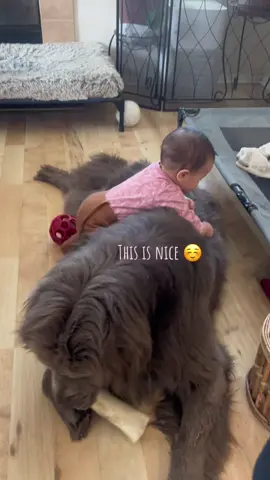 Baby and fen #newfie #fyp #newfoundland #fenrir #funny #baby #nannydog 