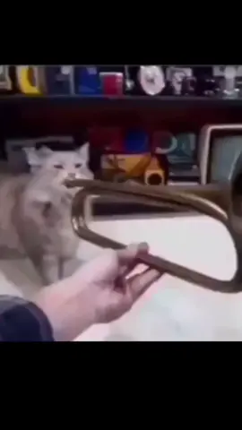 #comedia #humor #meme #gato #cat #trompeta #gatotrompeta 
