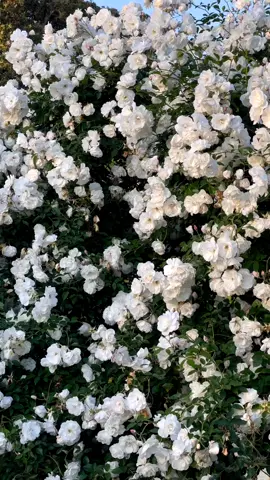 Romantic white rose magic ✨🤍✨ #roses #rosegarden #cottagegarden 