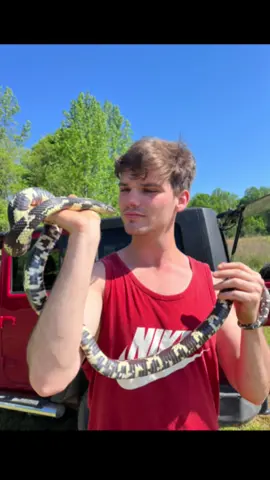 This Eastern King Snake was the biggest and most beautiful King snake I have ever found!  It’s not hard to see why they’re my favorite species of snake!  #snake #foryou 