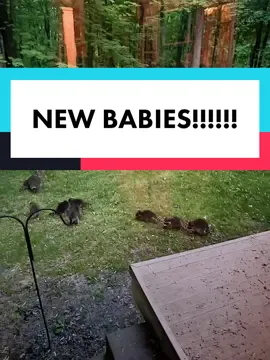 #raccoons #trashpandas #raccoontok #raccoonsoftiktok #racoons #trashgang #🦝 #SnackTime #invaders #raccoonbabies #babyraccoons #funnyanimals #cutevideos #raccoonlife #raccoonlove #cuteanimals