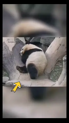 Một chút bình yên #pandababy #animals #quocbaotrungquoc #cute #pandavideo #thegioipanda #trend #gautruccute #happy #cuocsong #Love #yeuthuong #menglan #menglanpanda #萌兰 #萌兰大熊猫 #萌兰西直门三太子 