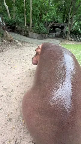 ตัวลื่นมาก #hippo #ขาหมูแอนด์เดอะแก๊ง 