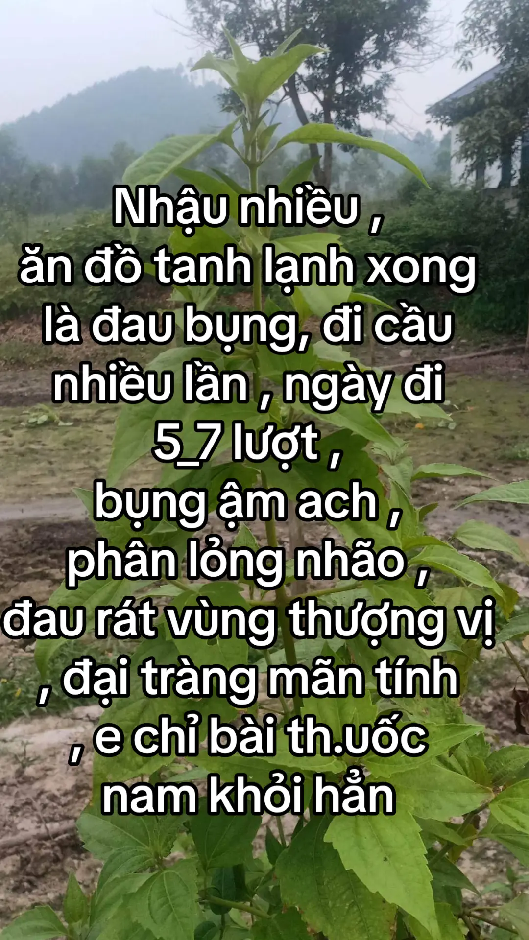 Nhậu nhiều , ăn đồ tanh lạnh xong là đau bụng, đi cầu nhiều lần , ngày đi 5_7 lượt , bụng ậm ach , phân lỏng nhão , đau rát vùng thượng vị , đại tràng mãn tính , e chỉ bài th.uốc nam khỏi hẳn #xuhuong #xuhuongtiktok 