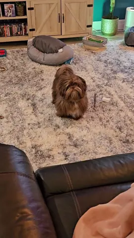 Litttle happy ewok #shihtzusoftiktok🐶🐶☺️ #dogsoftiktok #shihtzupuppy #ewoks #puppy #puppydog 