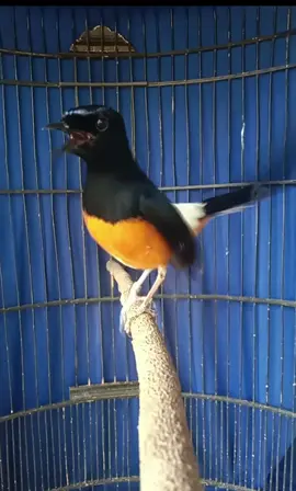 #pecintaanimals #murai #muraibatu 