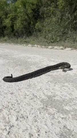 Eastern Diamondback Rattlesnake from a couple months ago  #easterndiamondbackrattlesnake #rattlesnake #snake #herping #florida #reptiles #floridaliving #makemeviral #fyp #southflorida 