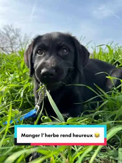 Au moins c’est un futur chien guide heureux 😮‍💨  #fyp #pourtoi #viral #chienguide #Toulouse #grandsudouest #foryou #funnydog #puppy #chio #guidedog