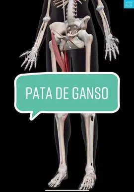 Pata de Ganso #medicina #anatomia #patadeganso #fypシ #anatomy 
