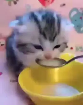eating a baby 😻