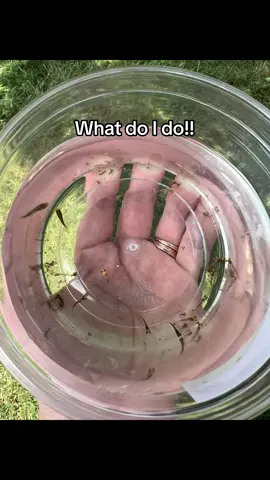 Theres 9. I either keep them or i throw them back in to be eaten. I do have a 10 gallon with no one in it but i kinda wanted a bew betta #TransformersVoices #fishtok #fish #fishkeeping #freshwaterfish #mollyfish #fyp #fypシ #foryoupage   #