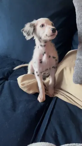 Scary first week with Nola 😫 #dalmatian #longcoatdalmatian 