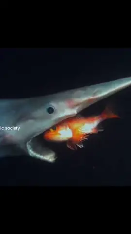 Goblin sharks can thrust their jaws three inches out of their mouths to catch prey.