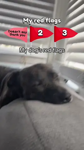 Real. #dog #fyp #foryou #dogsoftiktok #redflags #filter #puppy #cute #redflag #pet #trending 
