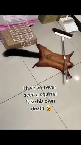 #funnytiktok #animalsoftiktok #cuteanimals #funnymoments #squirrel #squirrelsoftiktok #squirreltiktok #lmao #pettiktoks #gsm14 #animalsfunnyvideos  #missionimpossible #mop #fyp #weirdosinthewild #fypシ゚viral #foryou #🤣 @GUILIO 