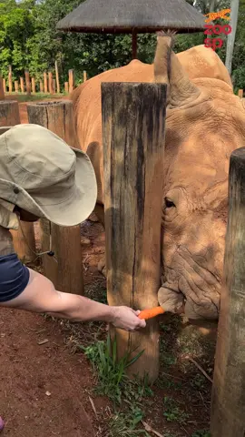 O dia que eu e a Gi conhecemos um Rinoceronte de verdade no Zoo Sp  🦏💙 Ah, e eu e os Aventureiros deixamos várias missões por lá para toda a família se divertir e se sentir também aventureiros! Dá uma olhada no perfil do @ZOO SP 🐆  e participe da Zooventura!!! (Obs: somente pessoas autorizadas podem alimentar os animais!!!)