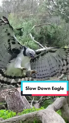 Slow down to appreciate the magesty of the harpy eagle. Harpy eagles can have a wingspan of up to 6.5 feet with talons larger than a grizzly bear's claws.  #sandiegozoo #eagles #birds 