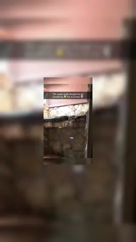 Hit the glass so hard 😭 #fyp #fypシ #funny #meme #crop #cropped #snake #glass #fail #croppedvideos #goviral #xyzbca #viral #cropmore #cropmore2  