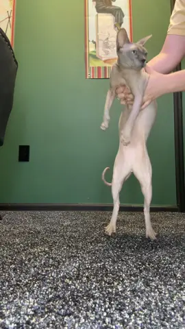 We did it the best we could @Sierrakai 😻 #cats #catsoftiktok #kitty #sphynx #sphynxcat #catslovers #cutecat #pets #PetsOfTikTok #dance #dancingcat #hairlesscats #cats 