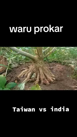 pohon itu hanya sebuah media dlm kita berkarya waru spek ficus 😂 #bahanbonsai   #hibiscusbonsai #bonsaiindonesia 