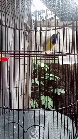 Mulai enak lagunya 😁😘 #sogon #sogonmaniaindonesia #jagadkicaumasteran #cinematicburung #KicauanBurung #sogonmania #momentburunglucu #sogokontong #burungsogokontong #sogonisianlovebird 