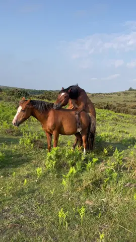 Oh, someone was feeling a bit fruity this morning! #stallion #newforeststallion #newforestmare #newforest #newforestnationalpark #nature #newforestponies #newforestpony #newforestponies🐴 #fruity #4up #foryoupage 