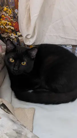 cute kitten🥹🐈💗#ukrainiancat #favorite #rek #fypシ #cat #soooocutee #тренд 