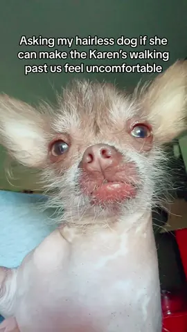 The uncomfortable stares always entertain us 🐾🐕 #dogtok #hairlessdog #dogs #dogvideos #hairlesschihuahua #chihuahuas #chihuahuasoftiktok #judgydog #hairlessdogsoftiktok #dogmoms 